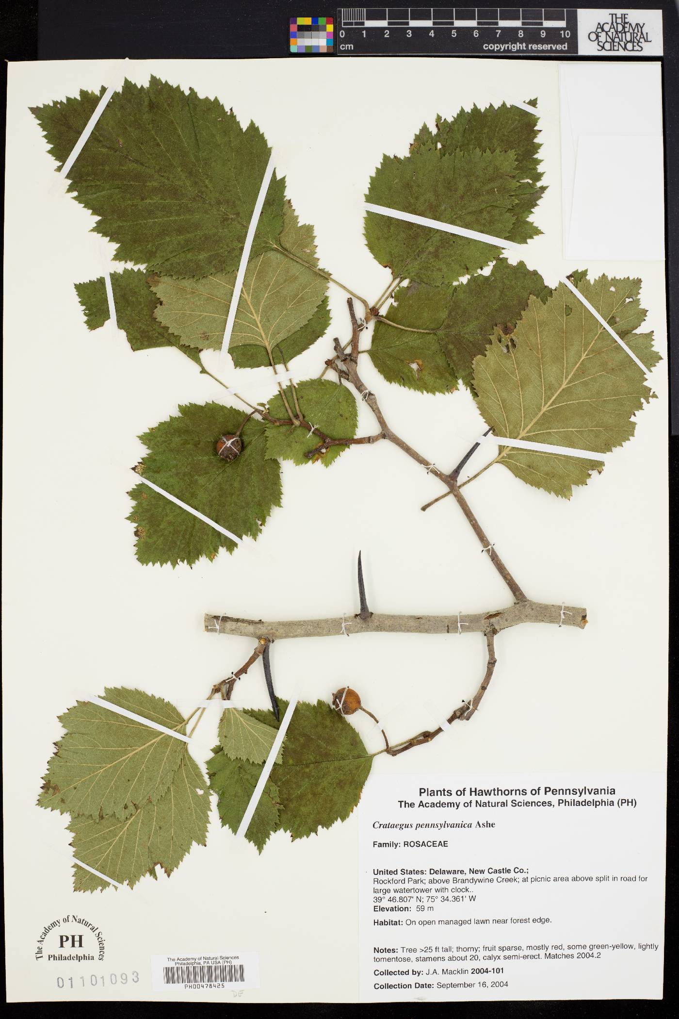 Crataegus pennsylvanica image