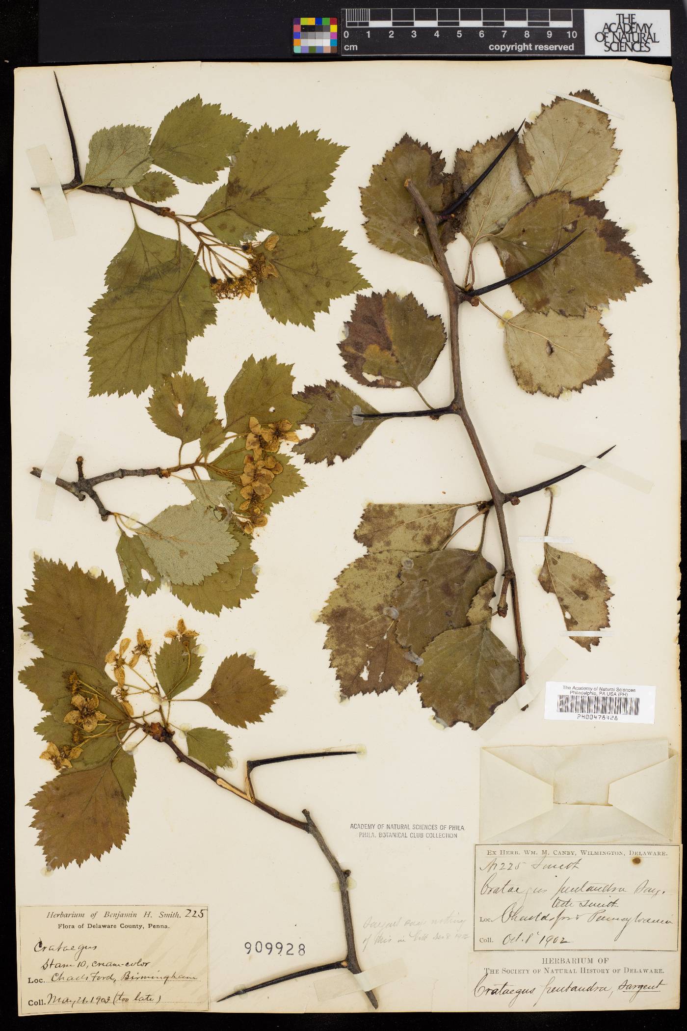 Crataegus pentandra image