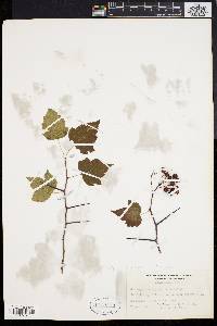 Crataegus phaenopyrum image