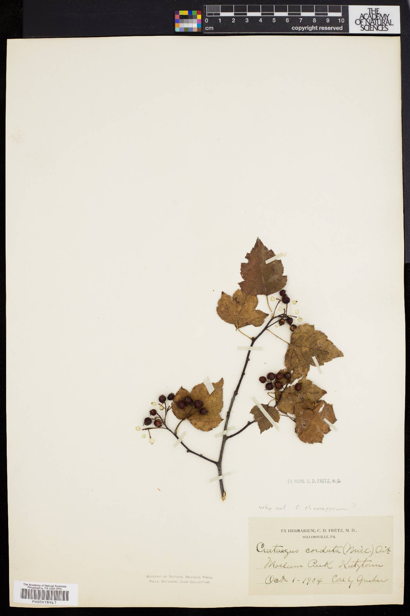 Crataegus phaenopyrum image