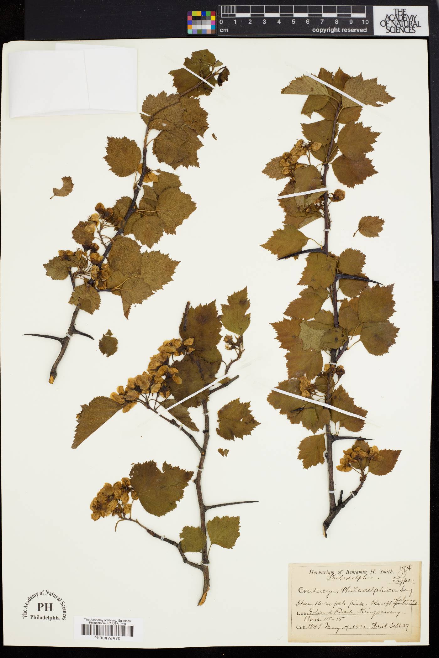 Crataegus philadelphica image