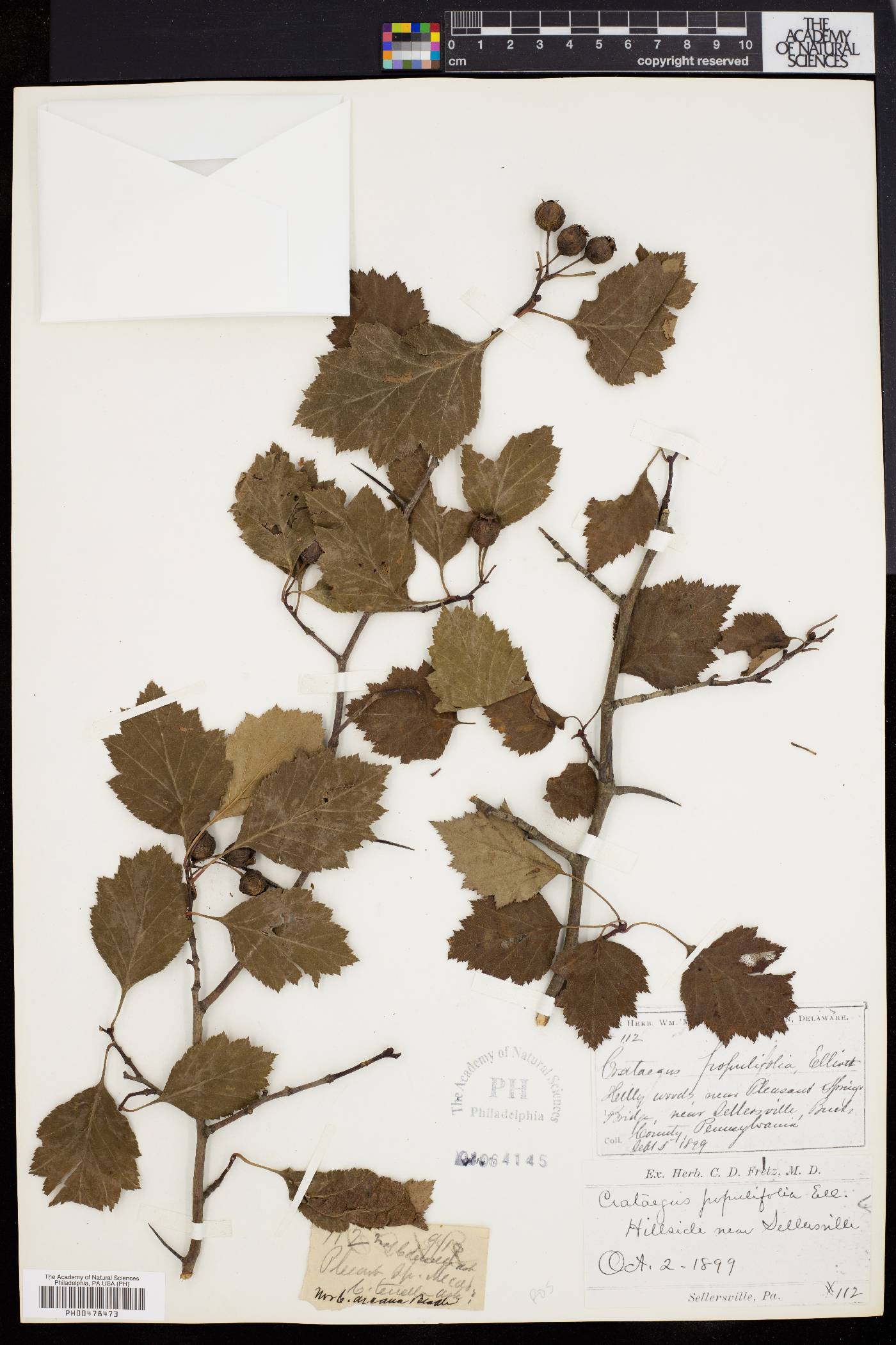 Crataegus populifolia image