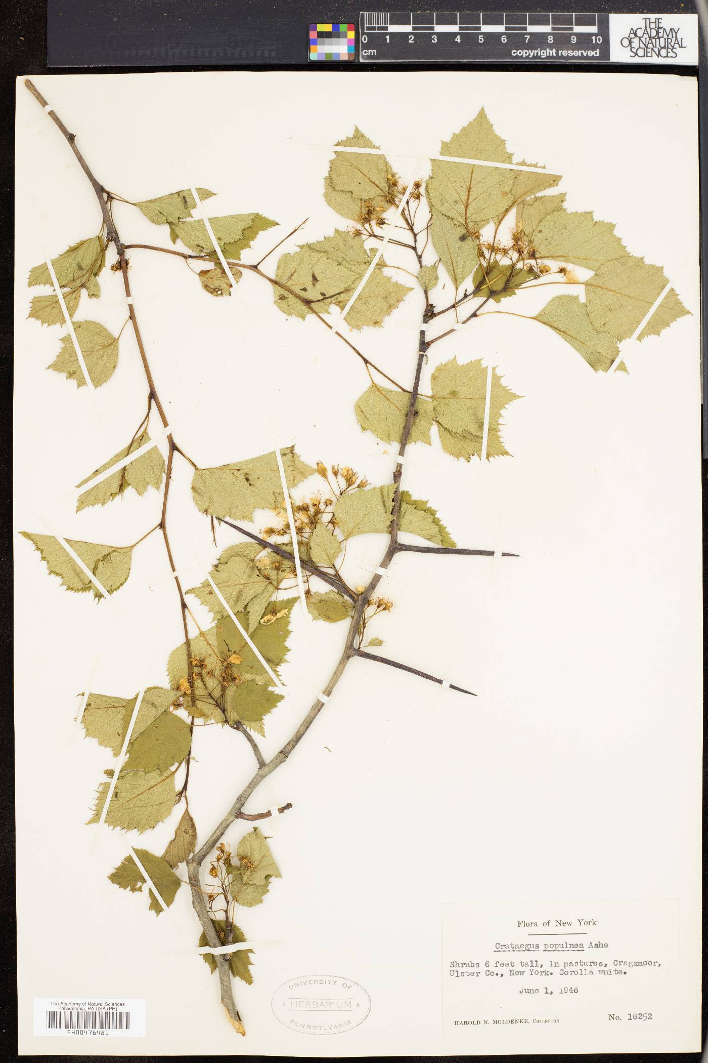 Crataegus populnea image