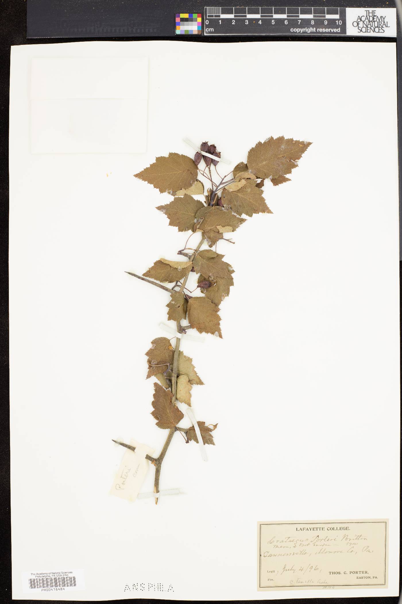 Crataegus porteri image