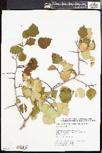 Crataegus pruinosa image