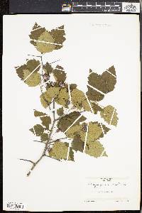 Crataegus pruinosa image