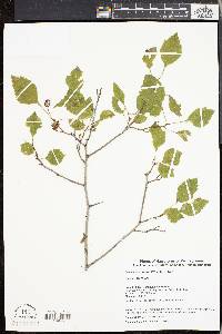 Crataegus pruinosa image