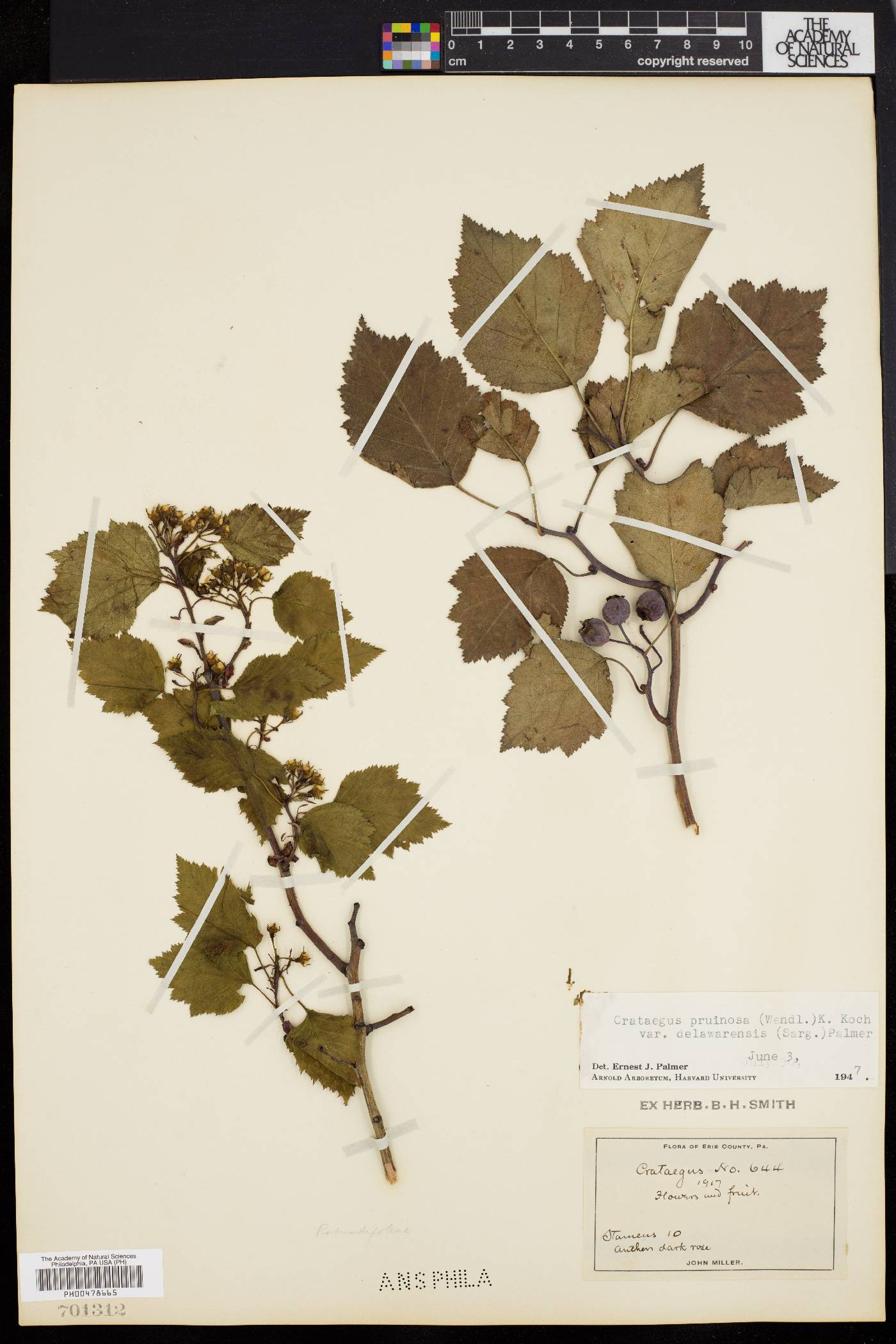 Crataegus pruinosa var. delawarensis image