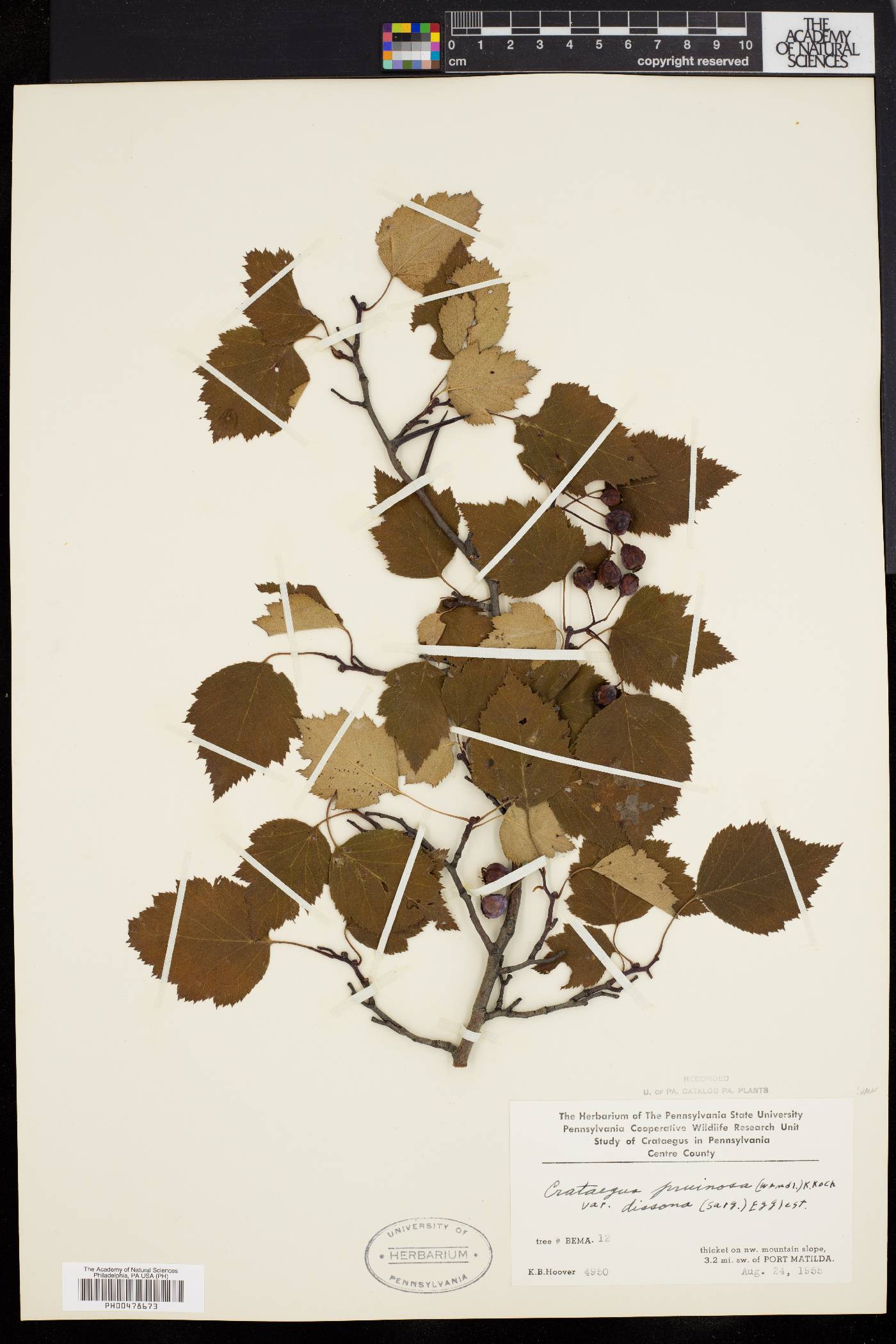Crataegus pruinosa var. dissona image