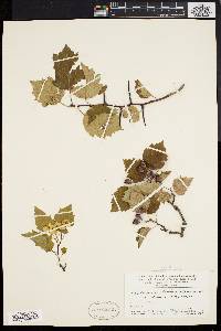 Crataegus pruinosa image