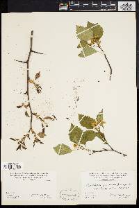 Crataegus pruinosa image