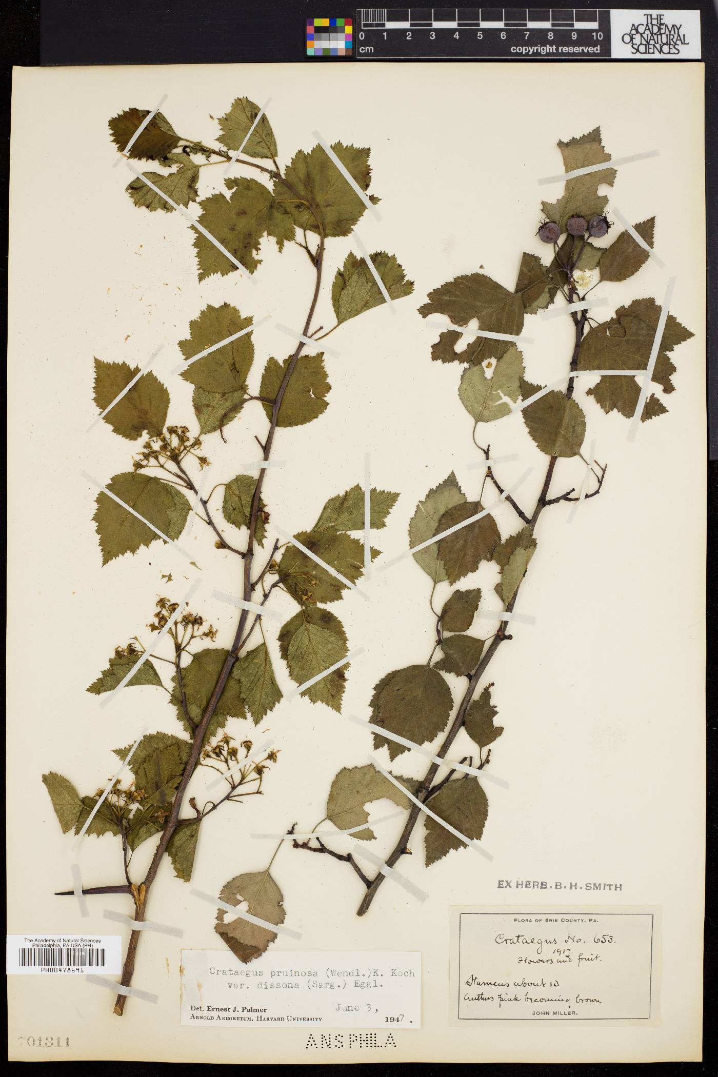 Crataegus pruinosa var. dissona image