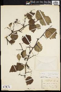 Crataegus pruinosa image