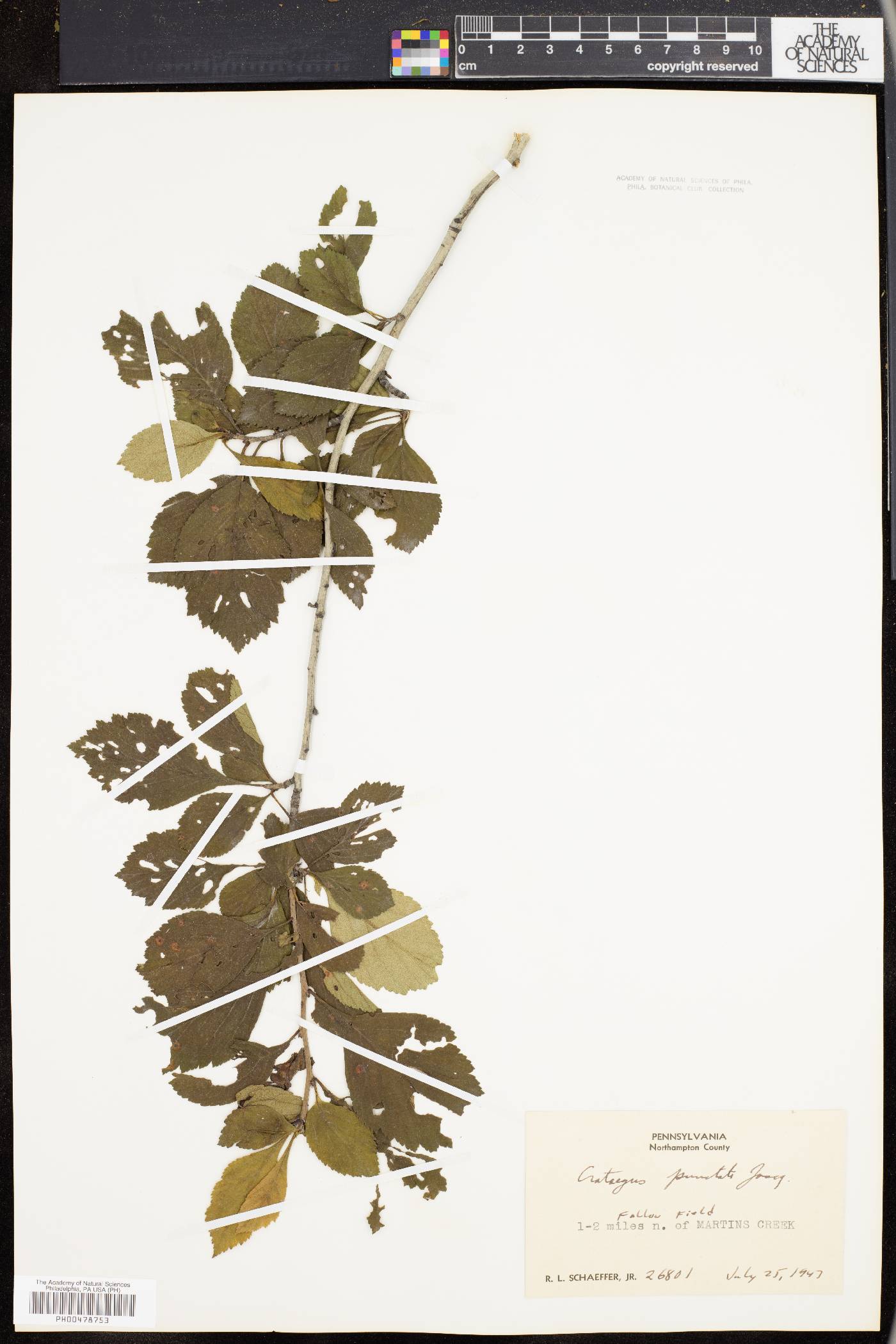Crataegus punctata image