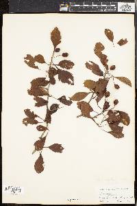 Crataegus punctata image