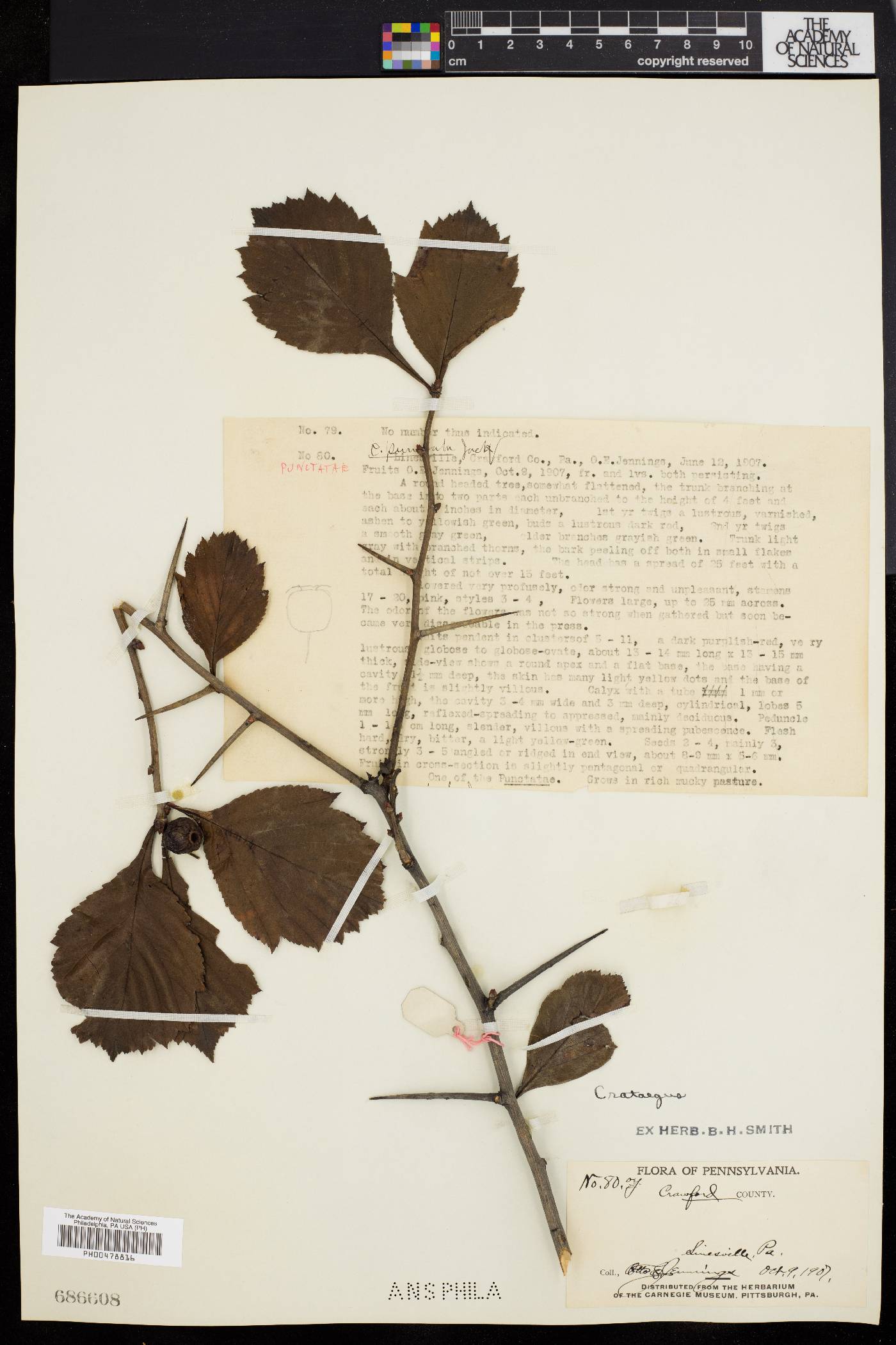 Crataegus punctata image