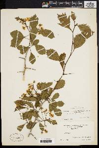 Crataegus punctata image