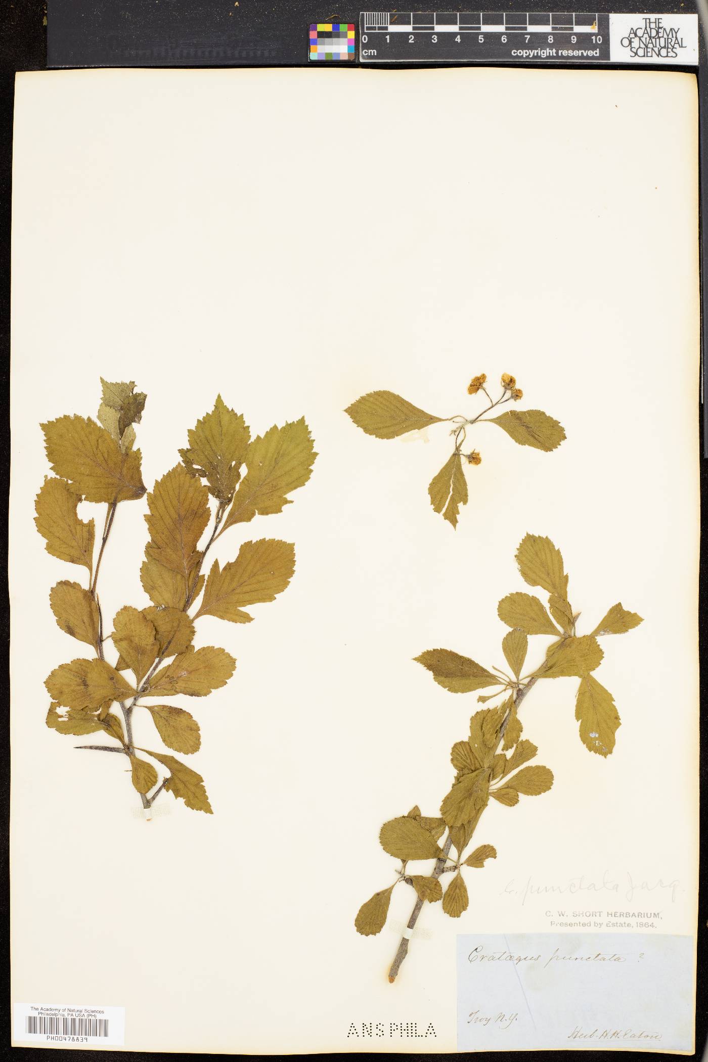 Crataegus punctata image