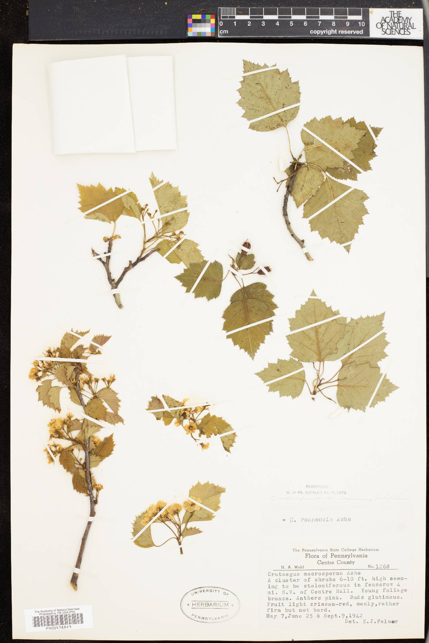 Crataegus roanensis image