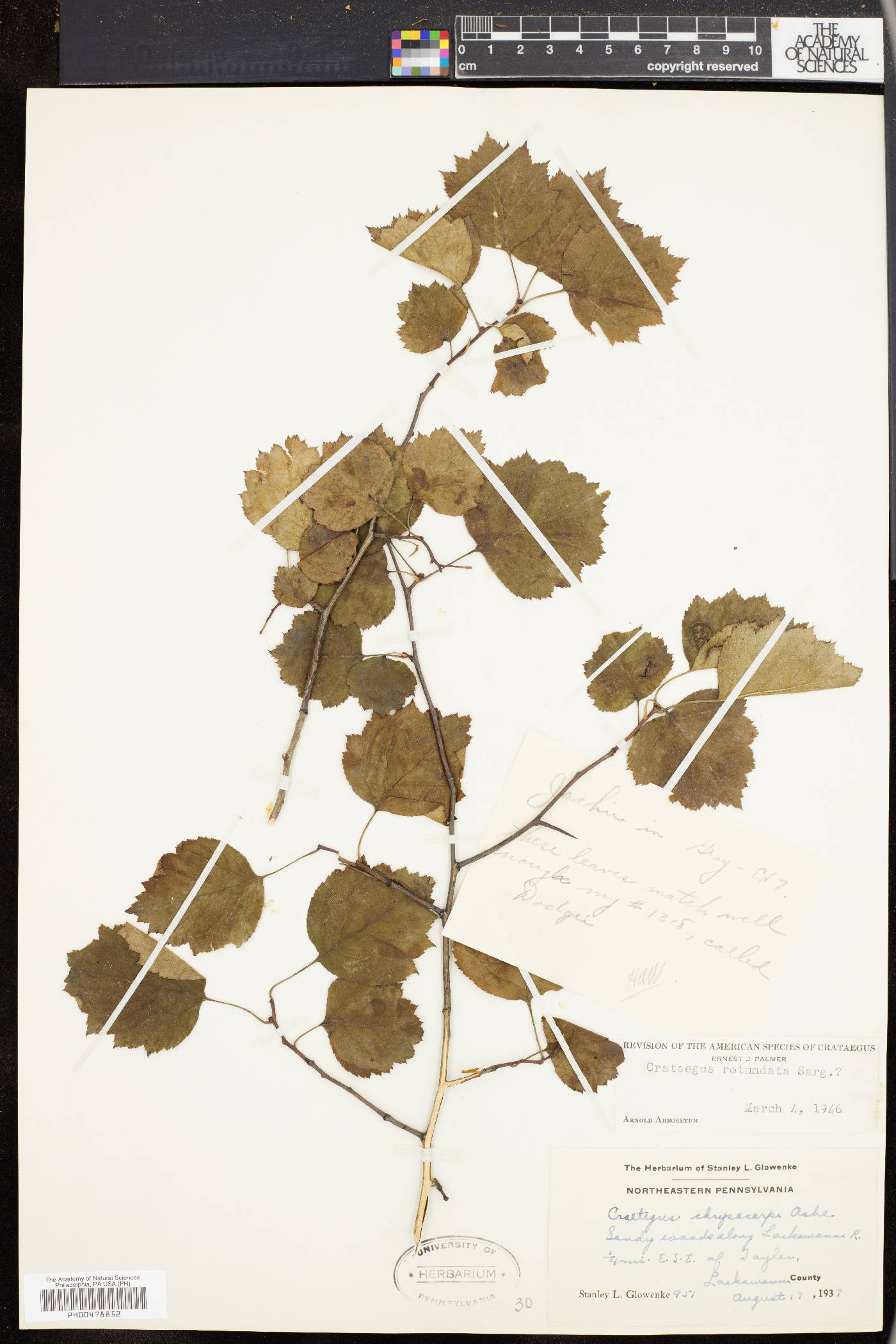 Crataegus rotundata image