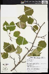 Crataegus rugosa image