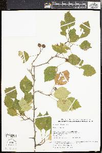 Crataegus schuettei image