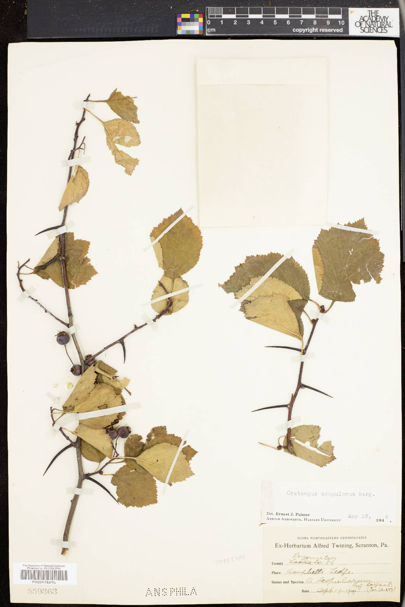 Crataegus scopulorum image