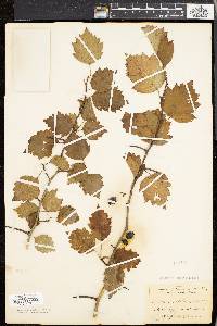 Crataegus stolonifera image