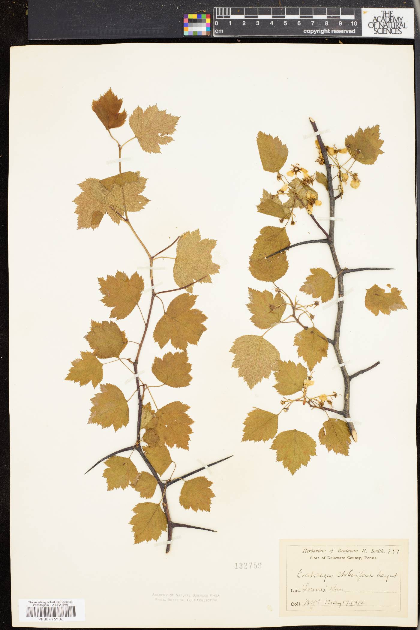 Crataegus stolonifera image