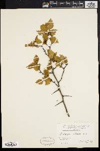 Crataegus stonei image