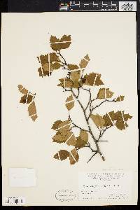 Crataegus stonei image