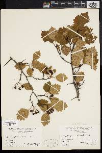 Crataegus stonei image