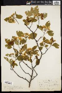 Crataegus straminea image