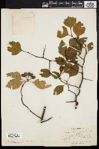 Crataegus straminea image