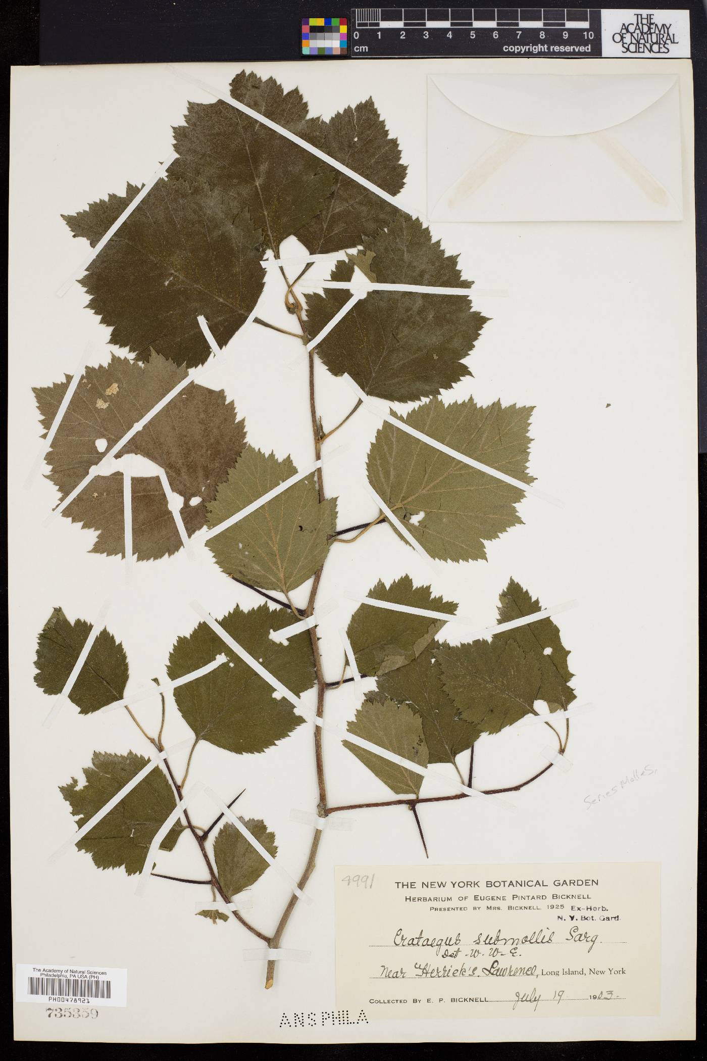 Crataegus submollis image