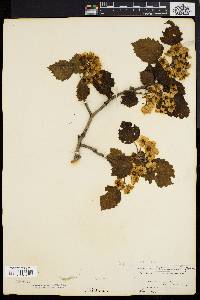 Crataegus tatnalliana image