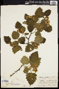 Crataegus tatnalliana image