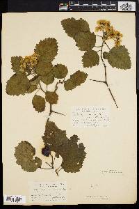 Crataegus tatnalliana image