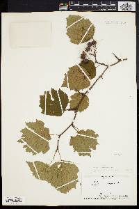 Crataegus tatnalliana image