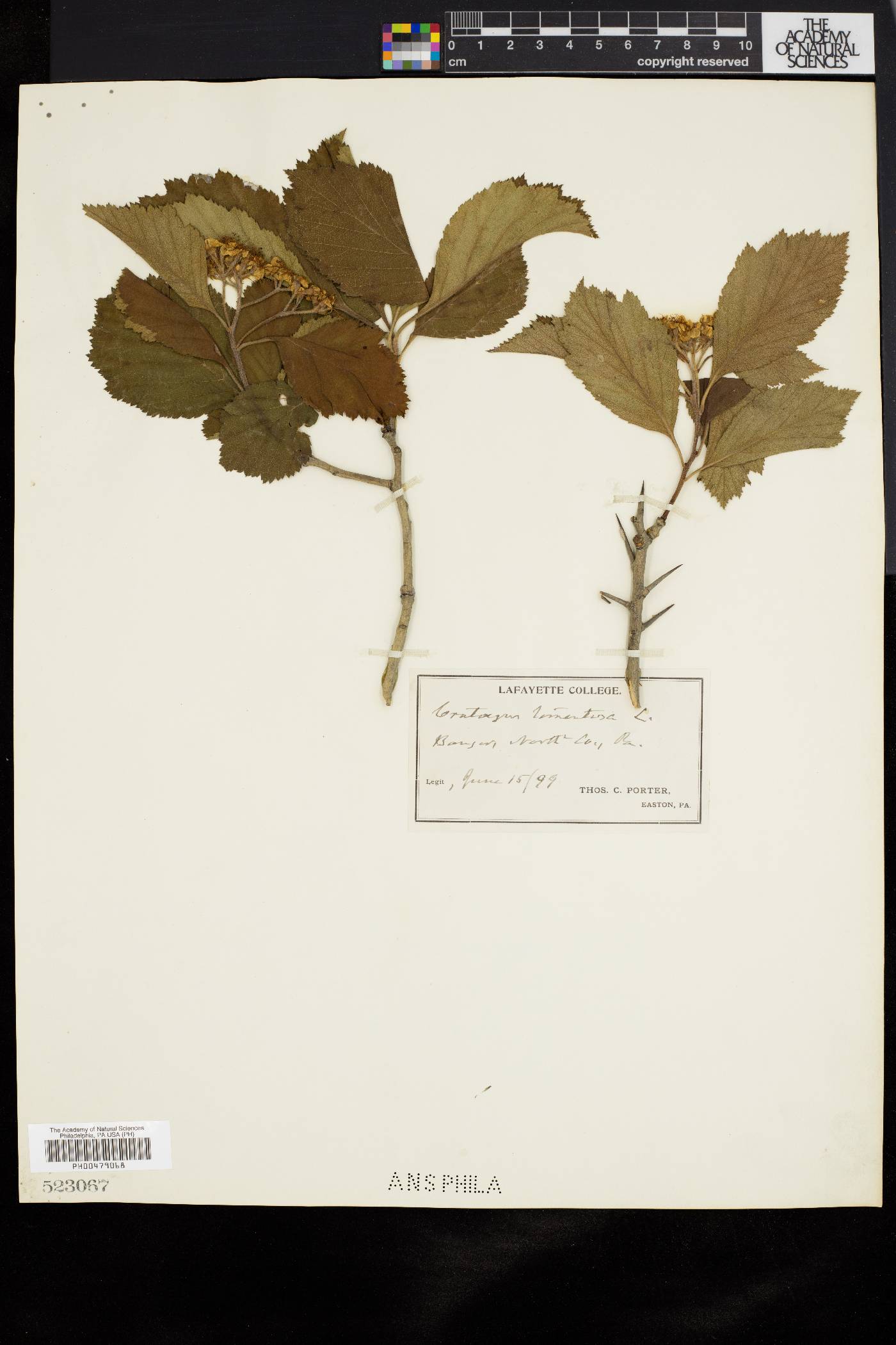 Crataegus uniflora image