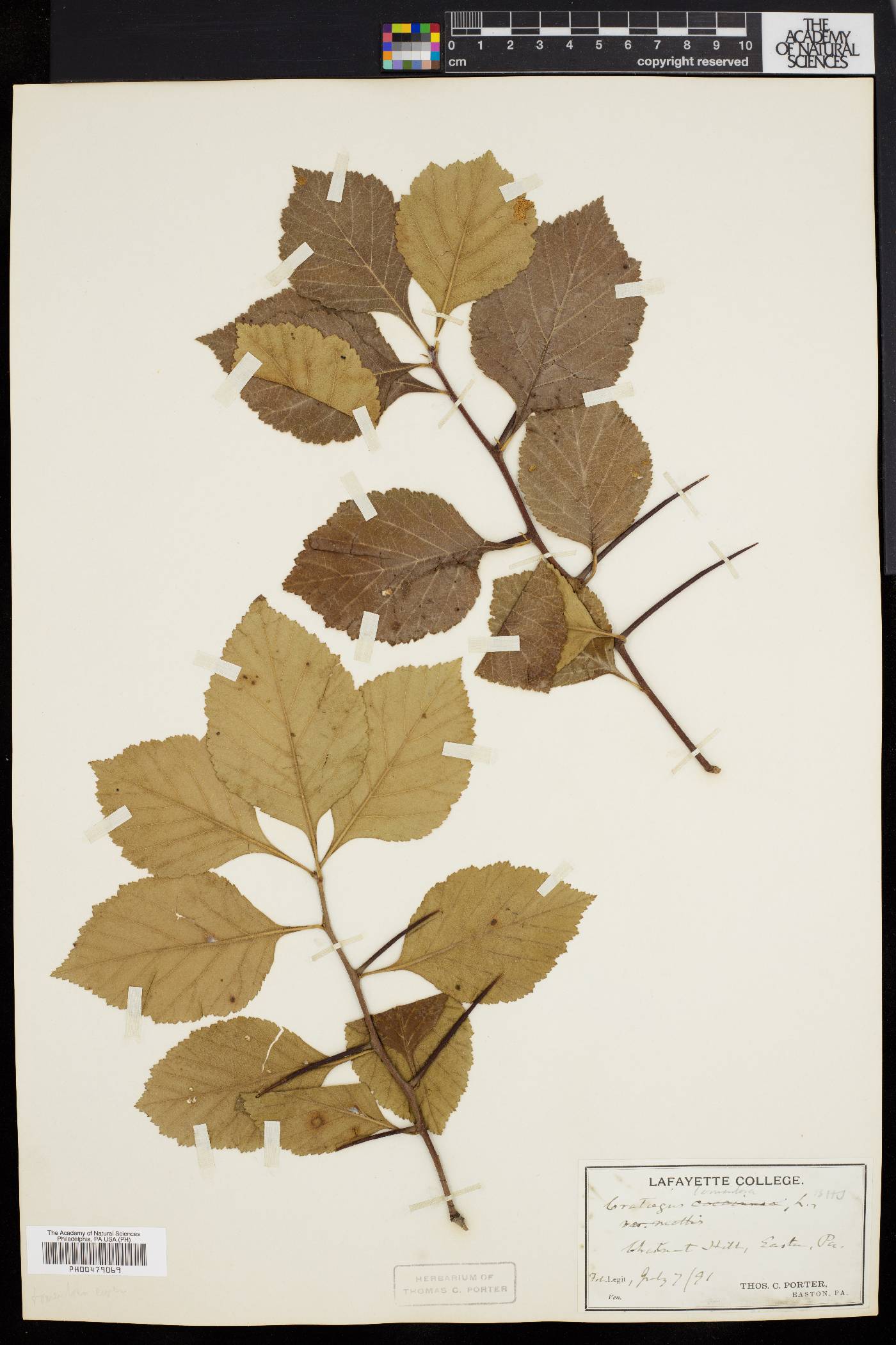 Crataegus uniflora image