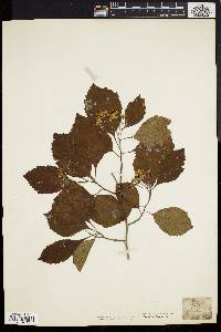 Crataegus uniflora image