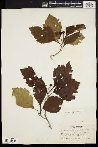 Crataegus uniflora image