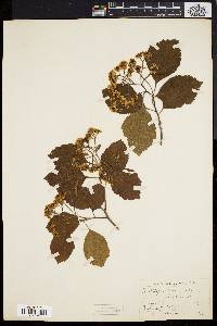 Crataegus uniflora image