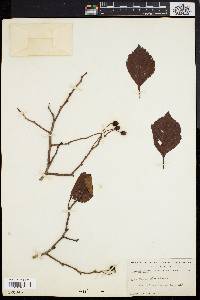 Crataegus uniflora image