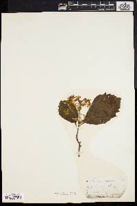 Crataegus uniflora image