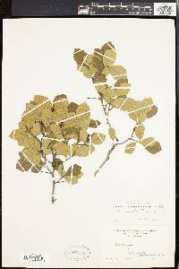 Crataegus uniflora image