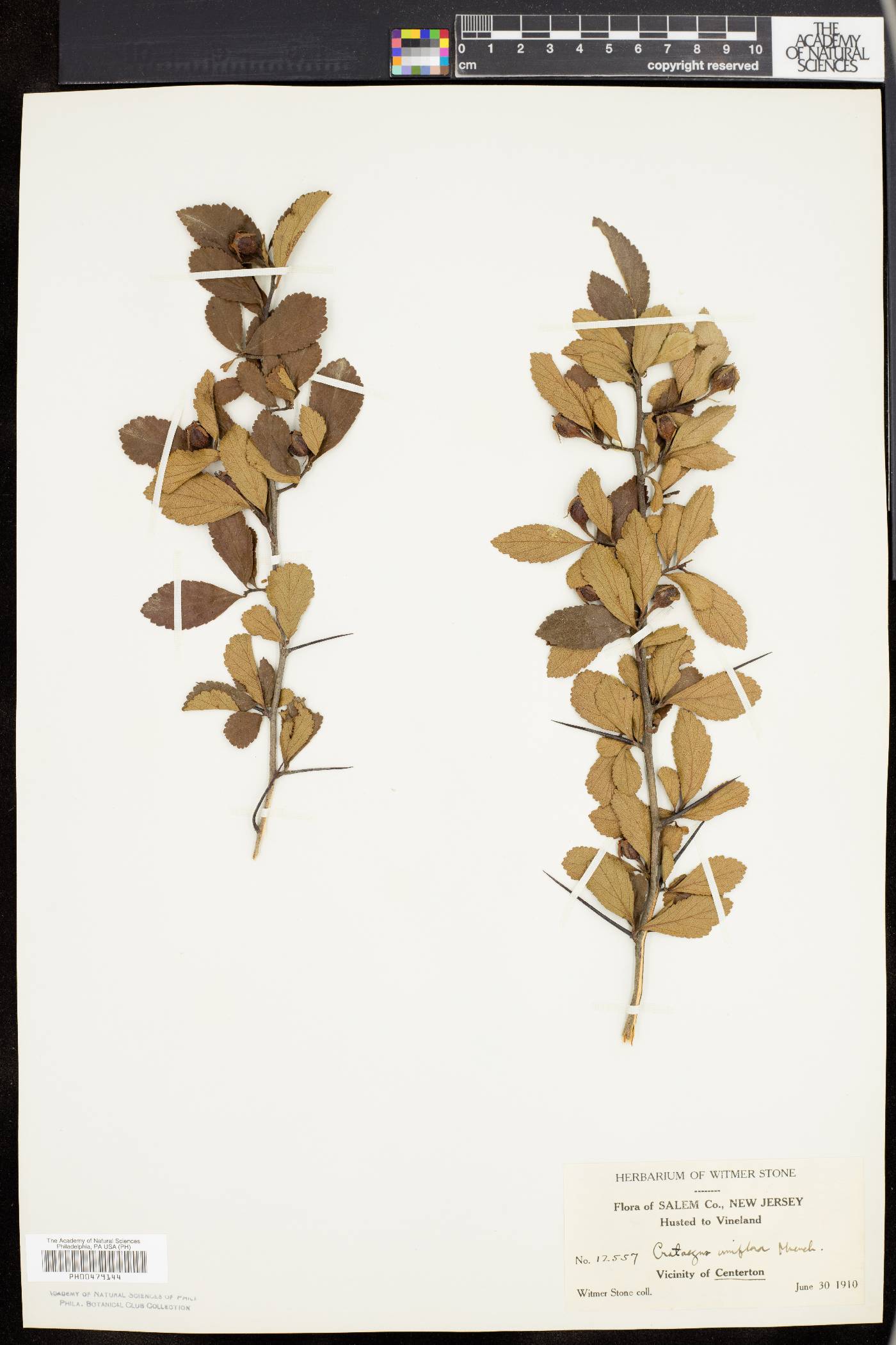 Crataegus uniflora image