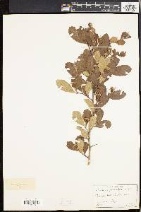 Crataegus uniflora image