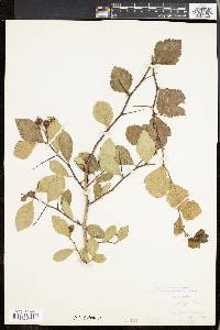 Crataegus uniflora image